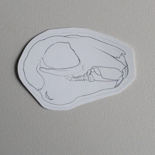 Rabbit Skull